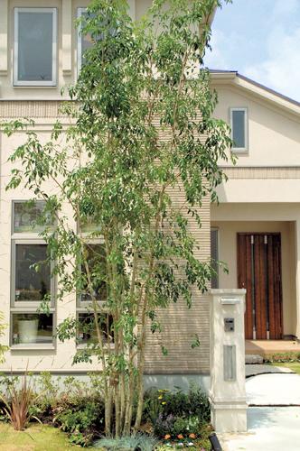 Other Equipment. In each dwelling unit and place the symbol tree including the Fraxinus griffithii. Large and small variety of trees, To beautify the cityscape. Also in conjunction with the symbol tree, Also installed flower beds. Wearing colorful flowers is the color, To achieve the colorful planting 栽計 image.