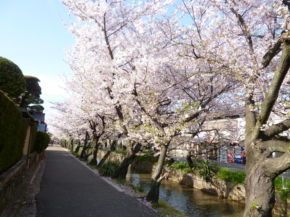 Other. Along the sacred Shinto tree branch River cherry trees