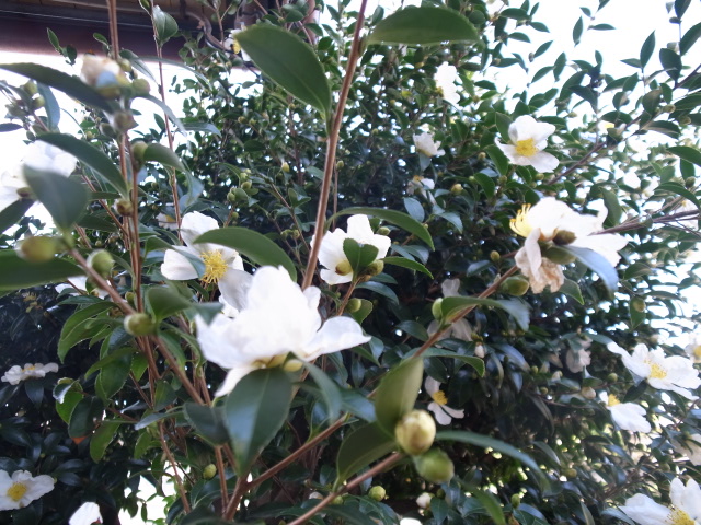 Garden. The flowers in the garden is beautiful.