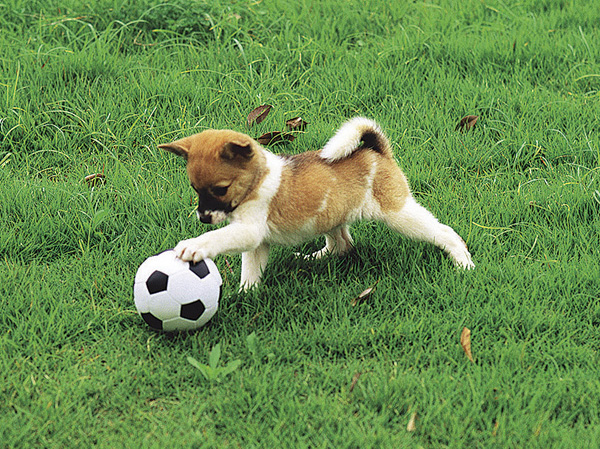 Common utility.  [Pet symbiosis Mansion] And pet heal the mind as a member of the family, We could live together. The site, It offers a foot washing area for pets.  ※ Pet type and size, There is a limit, such as the number. For more information, Please ask the attendant. (The photograph is an example of a pet that can be breeding)