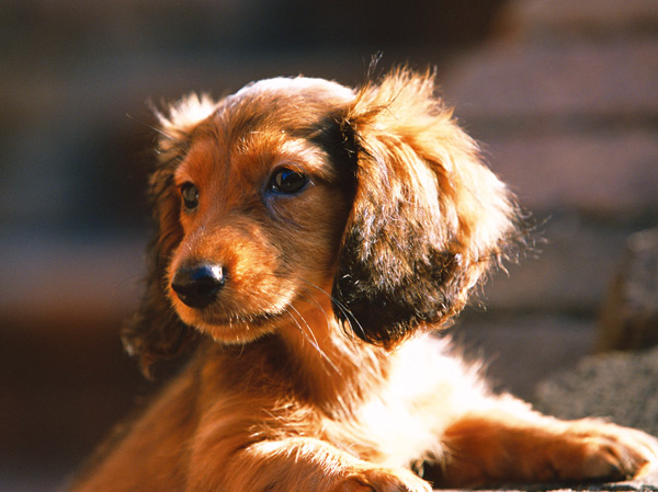 Other.  [You can live with a pet] You can achieve a life that is moisture along with the precious pet. So that everyone of your residents can live comfortably, Providing a foot washing area, Elevator pet passenger buttons have been installed. (The photograph is an example of a pet frog)