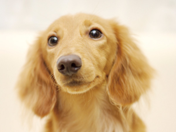 Common utility.  [Everyone's washing place] Can you use it for, such as hand-washing of the home were children from the pet of foot washing and outdoor.  ※ Published photograph of is an example of a pet frog.