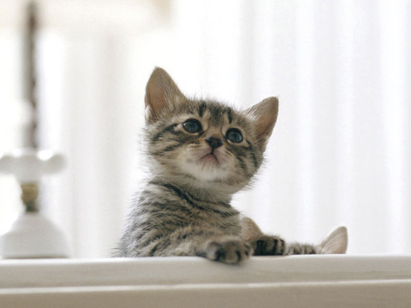 Other.  [Pets Live with Allowed] You can live with a member of the important family pet. Also, It was adopted Pet Friendly Elevator.  ※ The size of the pet ・ type ・ Suto to there are restrictions. For more information, please contact the person in charge. (The photograph is an example of a pet frog)