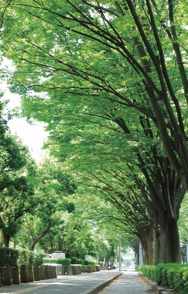 Close to the tree-lined street. Green dark park in the southwest side of the local, Spread a vast green space, Street trees there are many fresh road (a 5-minute walk / About 380m)