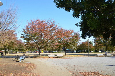 park. 100m to the park (park)