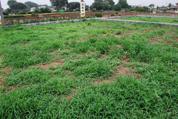 Local land photo. Local (July 2013) Shooting