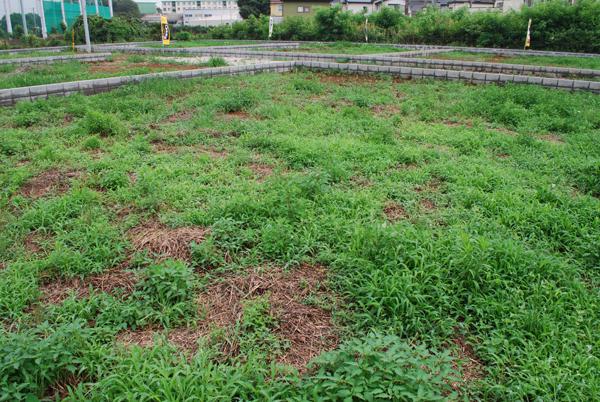 Local land photo. Local (July 2013) Shooting