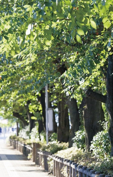 Central Park Fukuoka (about 10m ・ 1-minute walk)