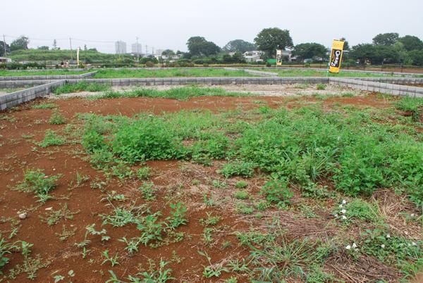 Local land photo. Local (July 2013) Shooting