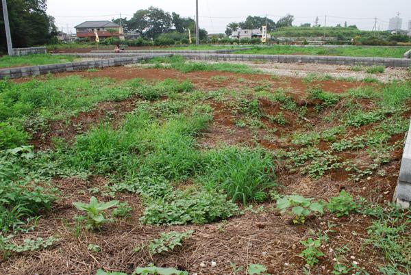 Local land photo. Local (July 2013) Shooting