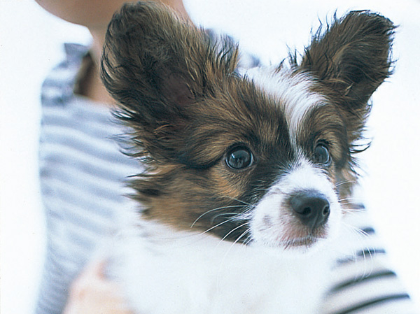 Common utility.  [Pets also could live together] Set up a pet-only foot washing area for living and comfortable valued partner on site. Stating that the pet is riding in the elevator has adopted a "pet indicator light". (The photograph is an example of a pet frog)