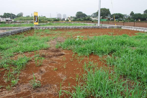 Local land photo. Local (July 2013) Shooting