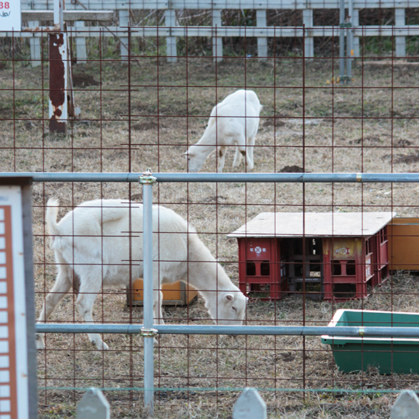 Other. 450m until the goat (other) that are kept in the Musashi Yokote Station