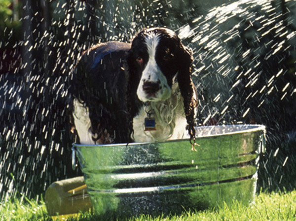 Other.  [Pet foot washing place] A convenient-to-use pet dedicated foot washing area to walk the way home has been set up on site.   ※ Published photograph of is an example of a pet frog.