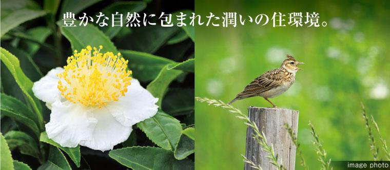 Local photos, including front road