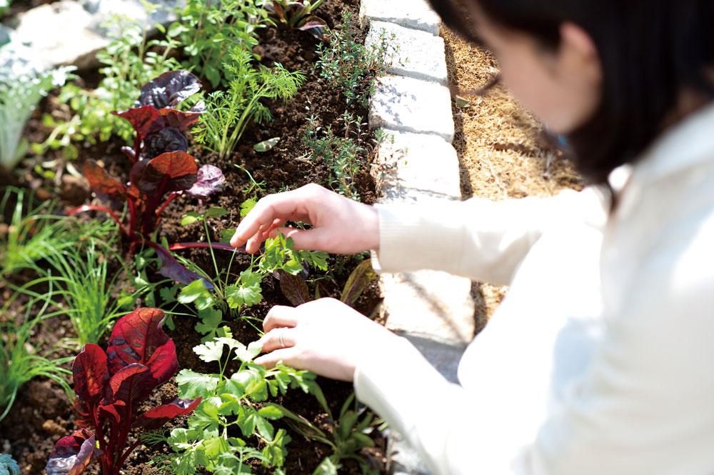 Other.  ■ Potaje ~ If Sodatere himself a home garden (all building standard) lined up on the table vegetables, It should surely lead to food education. I am looking forward to home vegetable garden space of harvest. 