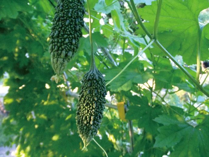 Other.  ■ It established the green curtain hooks (all building standard) green curtain hook obtained the coolness in the shade and transpiration effect to crawl, such as vines under a balcony. 