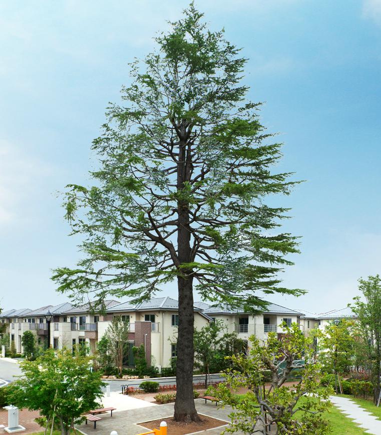 Local appearance photo. In the center of the longing of the city, There is a sky-high towering Cedars. Central Park Street District, Finally appeared. <Local photo (October 2013 shooting)> ※ There is some CG processing