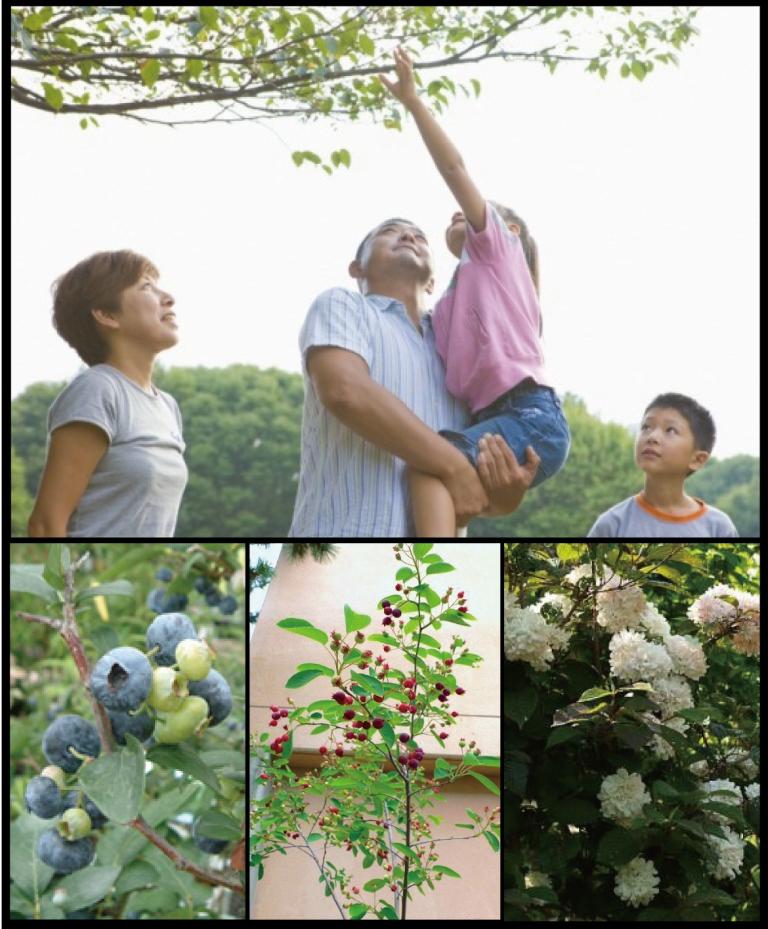 Garden. Memorial tree planting a symbol tree. Tree is growing along with the family, The ones that go Projected color of four seasons in the city.
