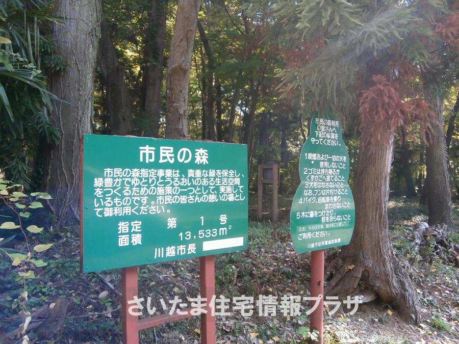 Other. Forest of citizens