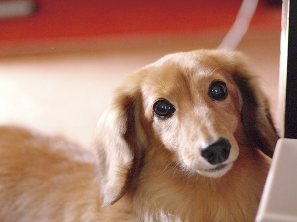 Other.  [Pet breeding Allowed] Live together with important pet which can be called a member of the family, Pets is a breeding possible apartment.  ※ Pet of the management contract for the breeding ・ We will comply with the provisions of the use bylaws. (An example of photo frog pet)