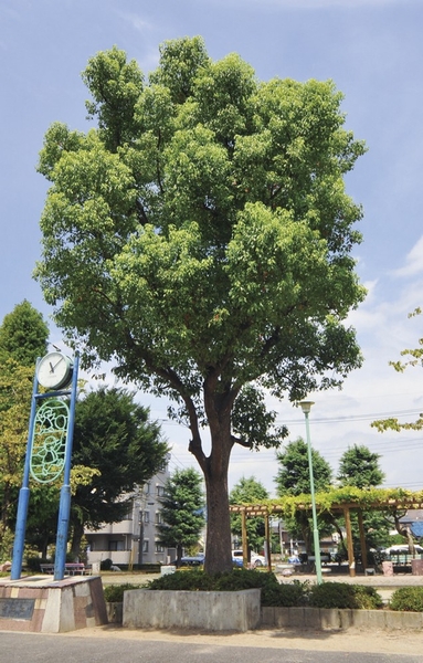 Other. Turf children park. Commodities Iida of the park in the immediate vicinity. There is also a child's play equipment and squares, Go out with a lunch with your child is also fun (2-minute walk / About 120m)