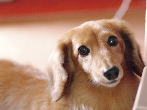 Other.  [Pets welcome breeding] Live and important pet which can be called a member of the family, Pets is a breeding possible apartment. (An example of photo frog pet) ※ Pet of the management contract for the breeding ・ We will comply with the provisions of the use bylaws.