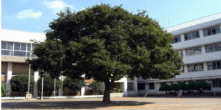 Primary school. 216m until Kawaguchi Municipal Nishio Asahi (Elementary School)