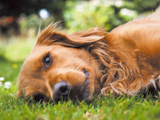 Common utility.  [Pet breeding Allowed] A pleasant living environment, Comfortable symbiosis with pet. It is pet breeding Allowed. (An example of photo frog pet) ※ We will comply with the management contract. Also, type ・ size ・ There is a limit to the number of horses.