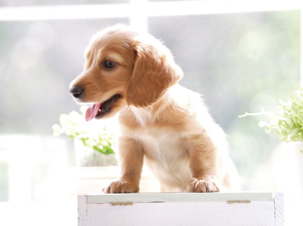 Common utility.  [Pets welcome breeding] You can keep pets in the dwelling unit. On the first floor it was installed pet manners corner.  ※ Breeding can be kind ・ size ・ There is a limit to the number. (The photograph is an example of a pet that can be breeding)