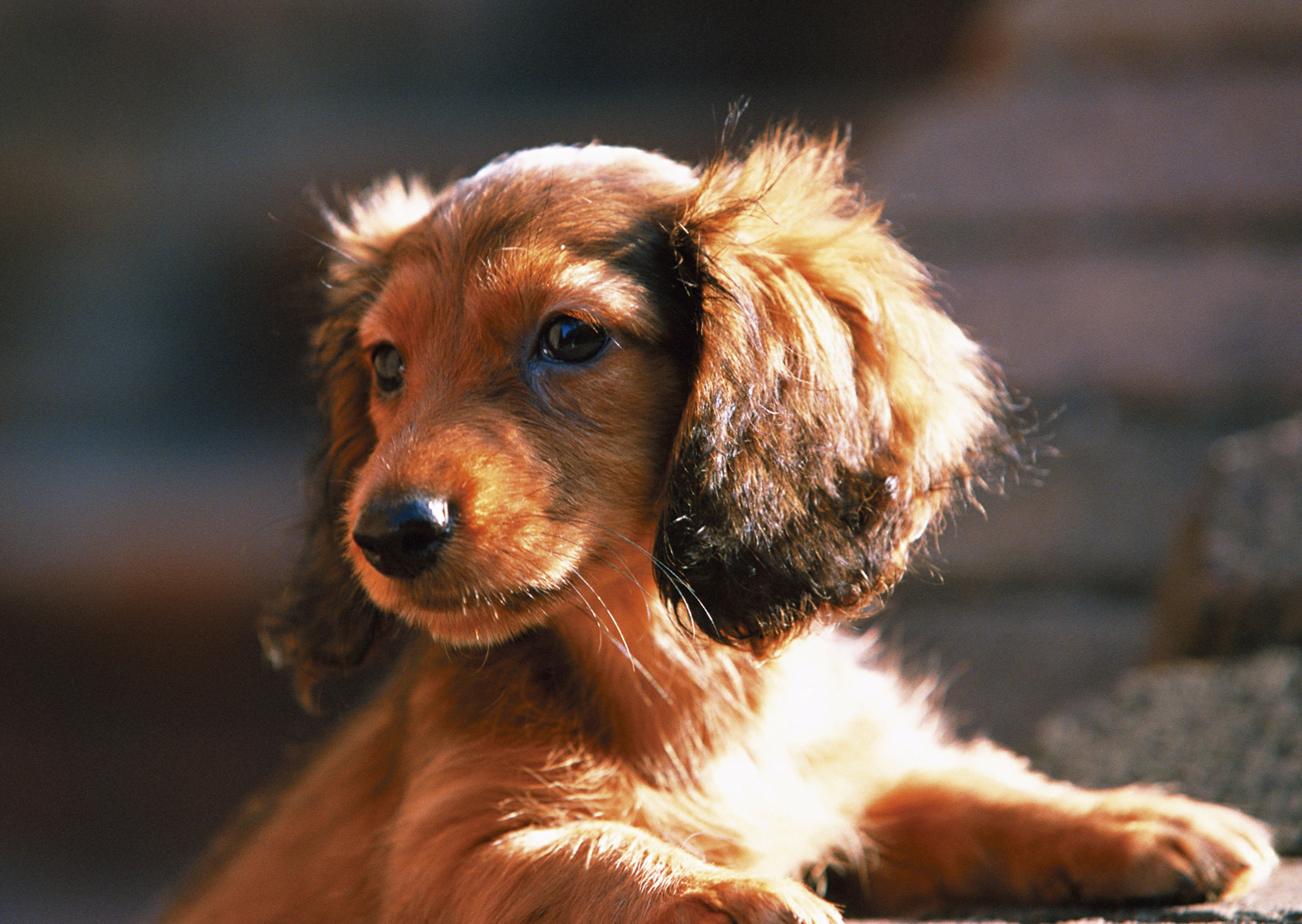 Other.  [Pet breeding Allowed] We aim to be asked to the life of the dog or cat as a member of an important family in even more happy.  ※ There is a limit to the pet type, etc..  ※ The photograph is an example of a pet frog.