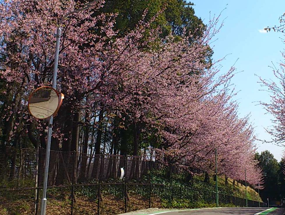park. Angyohara nature of 10m residential area along the park until the forest. It will be a magnificent row of cherry trees in the spring.