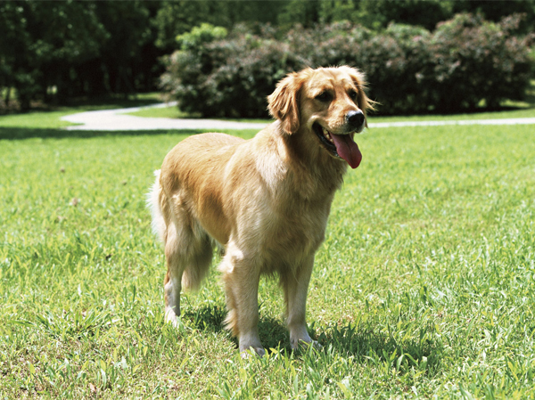 Common utility.  [Pet Friendly Mansion] Is a mansion to live together with pets. "Pet foot washing place" is also available.  ※ Pet of the type and number, Is there is a limit to the size, etc.. For more information, please contact the person in charge.  ※ The photograph is an example of a pet frog.