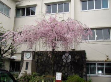 Primary school. 333m until Kawaguchi Tachihara the town elementary school (elementary school)