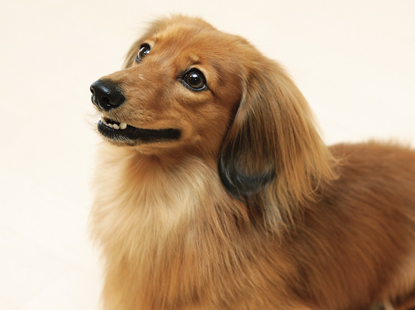 Features of the building.  [You pets could live] Member and ideas pet in the family such as dogs and cats, It is capable of breeding in the dwelling unit. (The photograph is an example of a pet frog. Pet type ・ size ・ There are restrictions on the number of cattle, such as. Please ask the attendant for more information.)