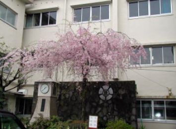 Primary school. 100m until Kawaguchi Tachihara the town elementary school (elementary school)