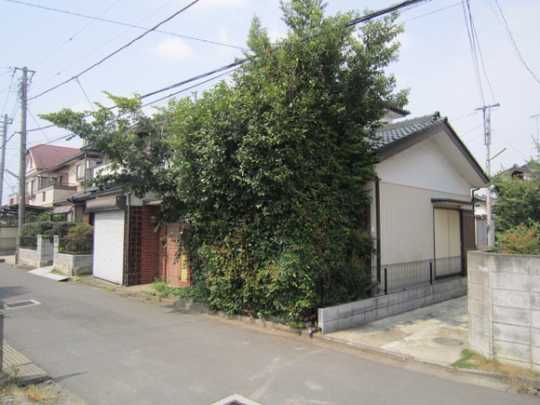 Local land photo. Appearance (1)