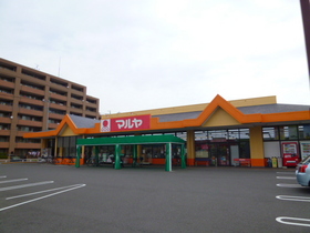 Supermarket. Mallya to (super) 1200m