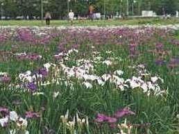 park. 1600m spring to Beppu swamp park is "Sakura", Early summer attractions of "Iris", "iris", It is one of the leading regional park in the year "flower" and naturally overflowing city.