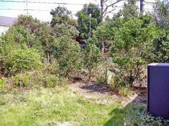 Local land photo. appearance