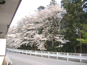 View. Apartment before promenade. Cherry blossoms are in full bloom in the spring