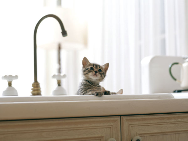 Other.  [Pet Friendly] You can live with a member of the important family pet.  ※ The size of the pet ・ type ・ Suto to there are restrictions. For more information, please contact the person in charge.  ※ The photograph is an example of a pet frog.