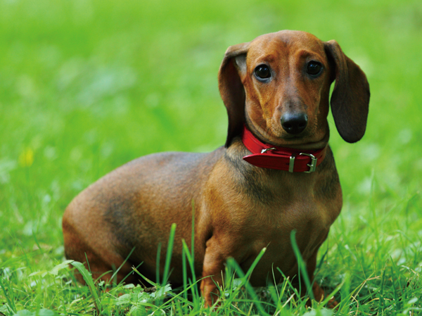 Other.  [Pet foot washing place] It has established a pet foot washing place for the life of the pet more comfortable.  ※ The photograph is an example of a pet that can keep.