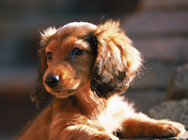 Other.  [Pet breeding Allowed] We aim to be asked to the life of the dog or cat as a member of an important family in even more happy.  ※ Is there is a limit to the pet type, etc.. (An example of photo frog pet)