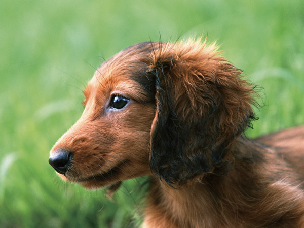 Other.  [Pet breeding Allowed] And dogs and cats and the like is a member of the important family, You can within the dwelling unit live together.  ※ Conform to the management contract.  ※ Published photograph of is an example of a pet frog.