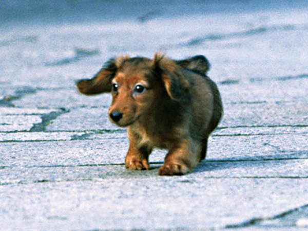 Other.  [Pet breeding Allowed] It is possible to keep pets as a member of the family, Also equipped with foot washing area for pets on site.  ※ The image is an example of a pet frog.  ※ Pet type, There is a limit to the size and number of horses.