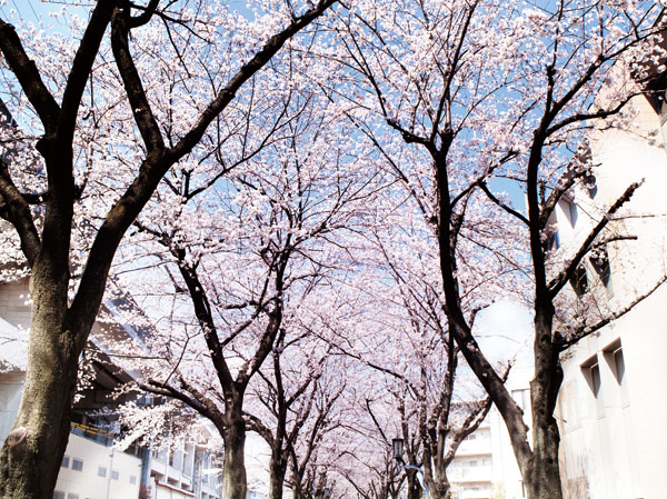 Surrounding environment. Flowers and green promenade (2 minutes walk ・ About 160m)