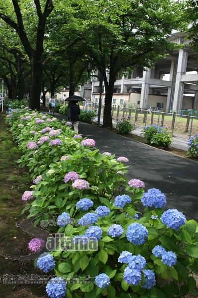park. Flowers and 168m until the green promenade