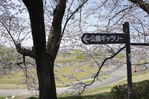 Other. Omiya second park. Large park crowded with a lot of people holiday in the. 