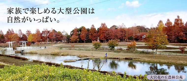 park. Around 2350m spring begin to bloom cherry to Omiya flower of hill agriculture, forestry and public garden, Viola is a flower garden that preparation of flowering is well-equipped ・ Tulip and will bloom. Tulip fields with views from the flower of the hill, Beautiful scenery, such as has been laid is one side red and yellow carpet. 